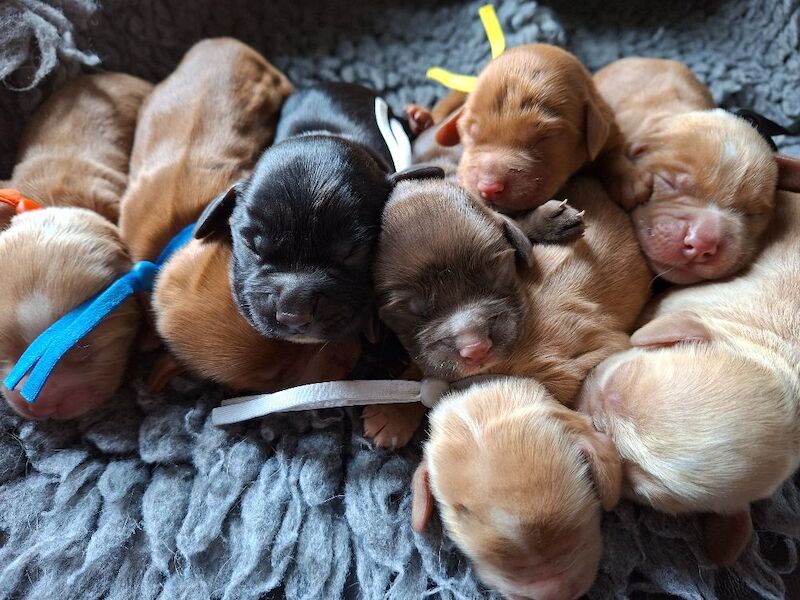 Cocker Spaniel puppies - Image 7 of 9