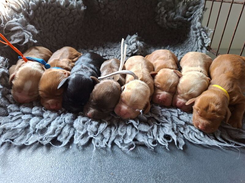 Cocker Spaniel puppies - Image 8 of 9
