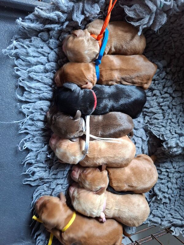 Cocker Spaniel puppies - Image 9 of 9