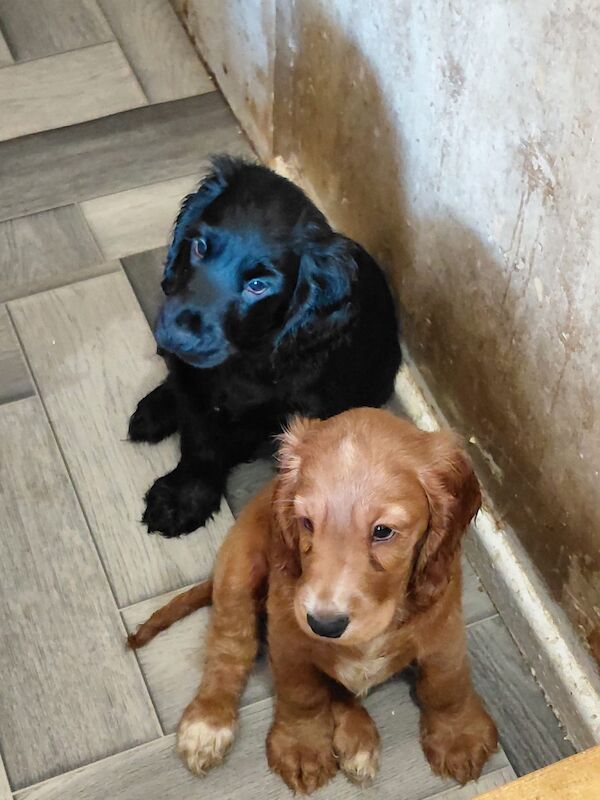 Cocker Spaniel Puppies For Sale