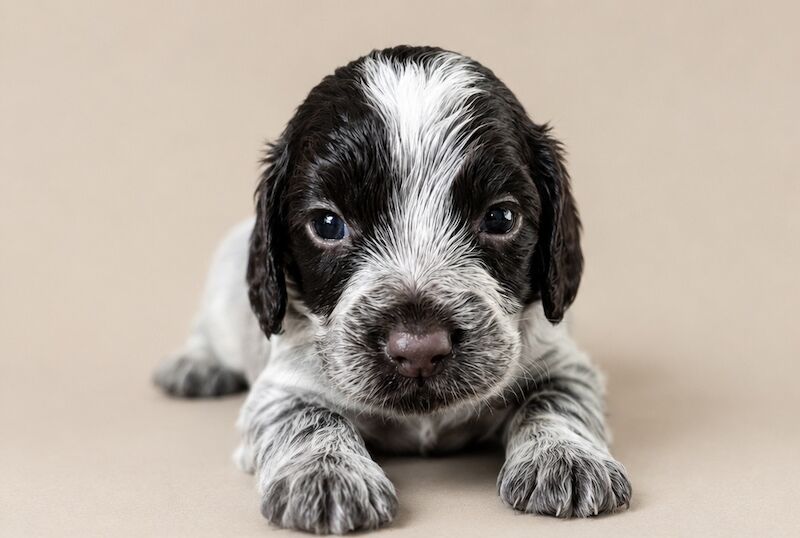 Cocker Spaniel Puppies