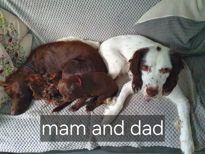 Cocker spaniel puppies