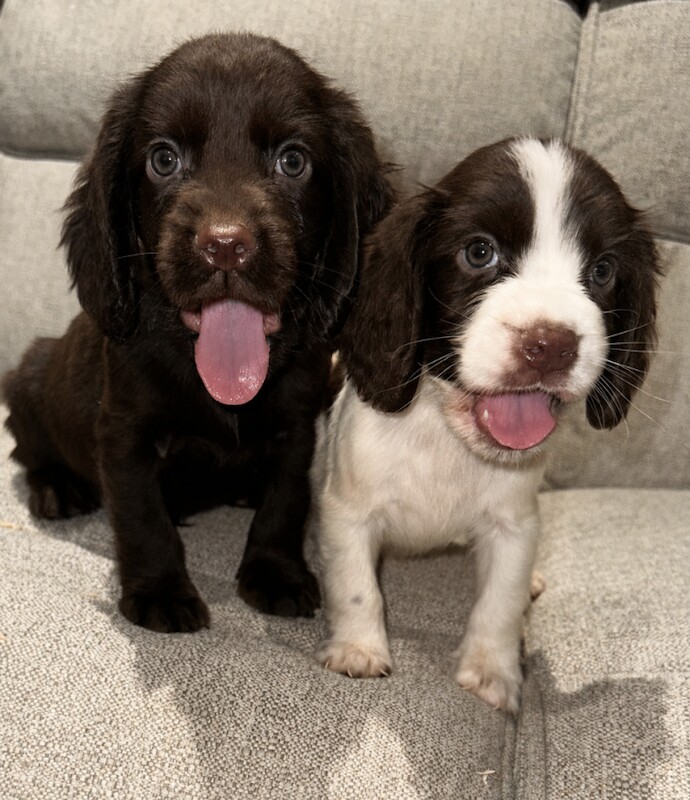 Cocker spaniel puppies 2 males left