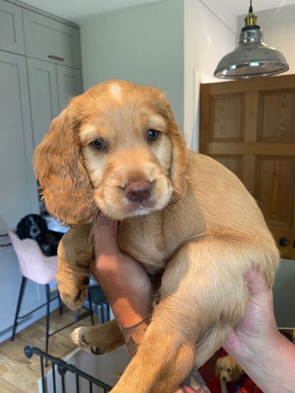Cocker Spaniel puppies for sale in Tain, Ross and Cromarty – KC registered, 8 weeks old