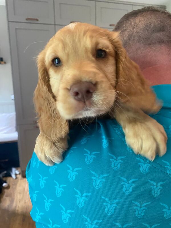 Cocker Spaniel puppies for sale in Tain, Ross and Cromarty – KC registered, 8 weeks old - Image 2 of 3