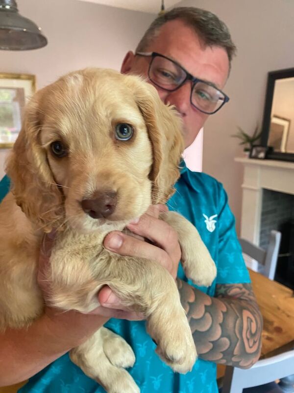 Cocker Spaniel puppies for sale in Tain, Ross and Cromarty – KC registered, 8 weeks old - Image 3 of 3
