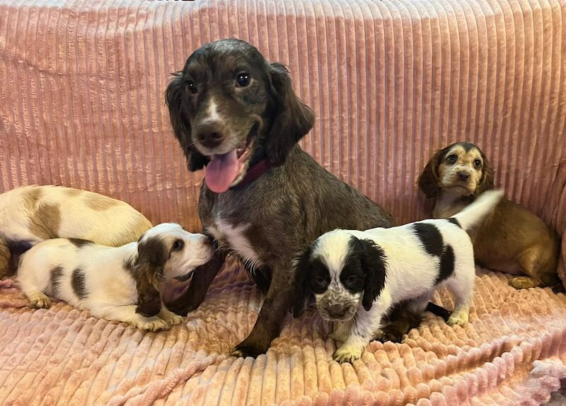 Cocker spaniel puppies for sale in Wisbech, Cambridgeshire | Image 3