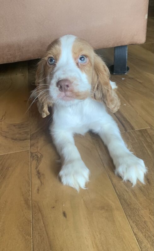 Cocker spaniel puppies for sale in Wisbech, Cambridgeshire | Image 2