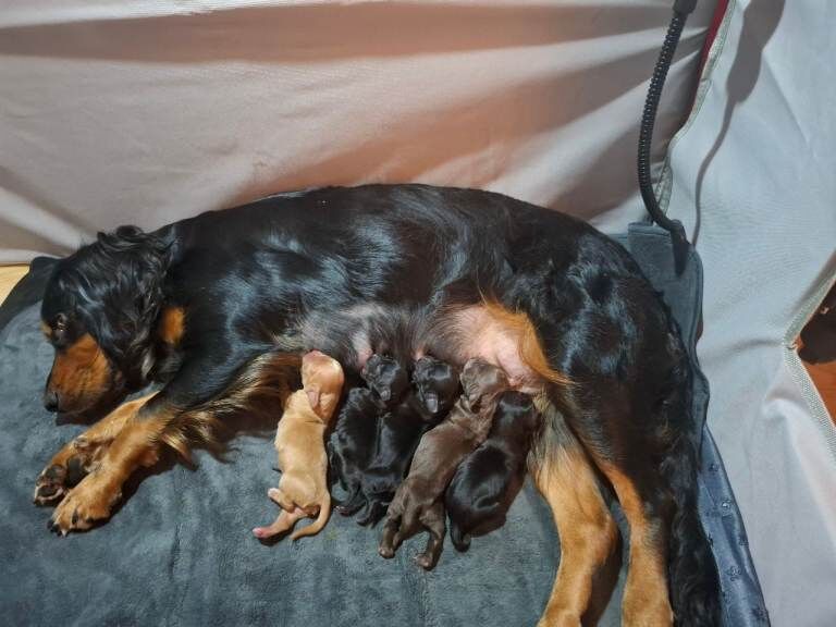 Cocker Spaniel puppies for sale in Airdrie, Lanarkshire – KC registered, 4 weeks old