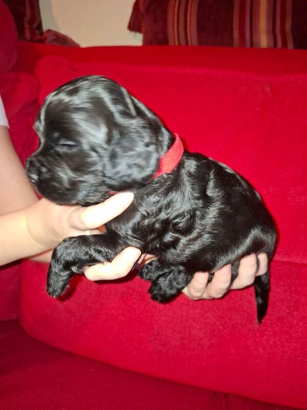 Cocker Spaniel puppies for sale in Airdrie, Lanarkshire – KC registered, 3 months old - Image 2 of 3