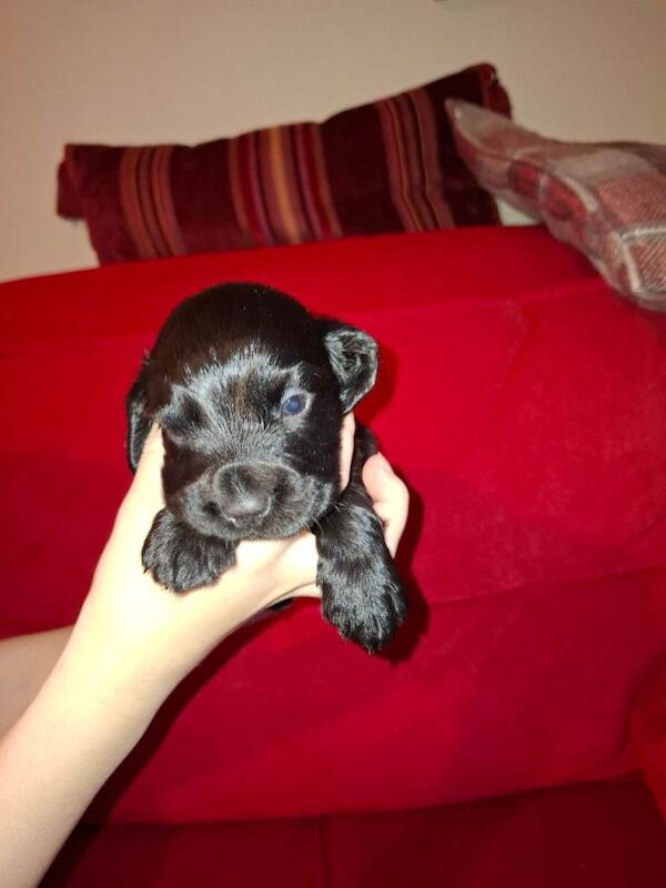Cocker Spaniel puppies for sale in Airdrie, Lanarkshire – KC registered, 3 months old - Image 3 of 3