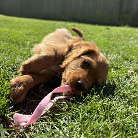Cocker Spaniel puppies for sale in Ashford, Kent – 1 year old - Image 2 of 5