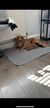 Cocker Spaniel puppies for sale in Ashford, Kent – 1 year old - Image 3 of 5