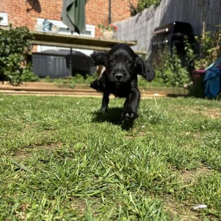 Cocker Spaniel puppies for sale in Ashford, Kent – 1 year old - Image 4 of 5