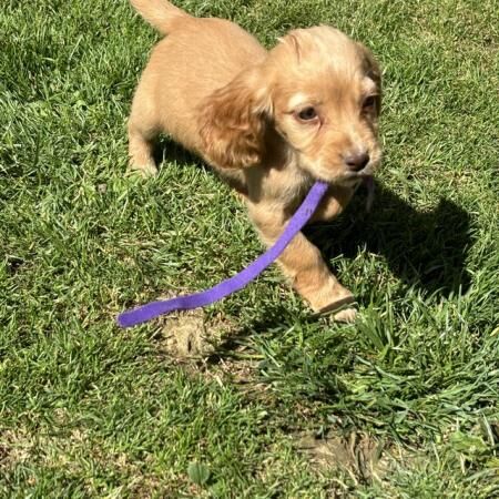 Cocker Spaniel puppies for sale in Ashford, Kent – 1 year old - Image 5 of 5