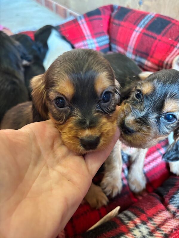 Cocker spaniel puppies - 4 left
