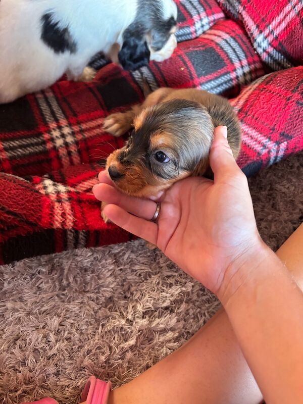 Cocker spaniel puppies - 4 left - Image 2 of 6