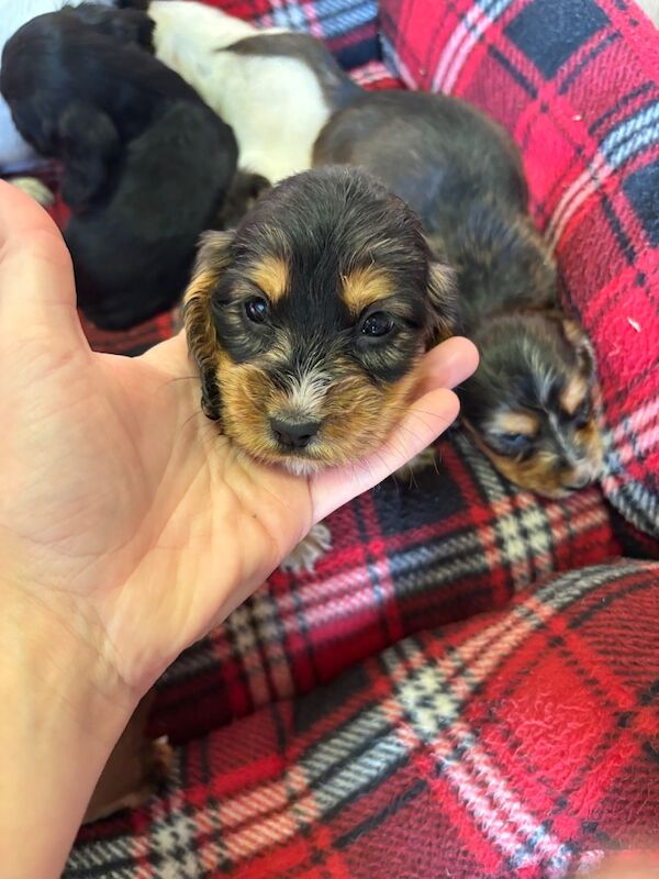 Cocker spaniel puppies - 4 left - Image 3 of 6
