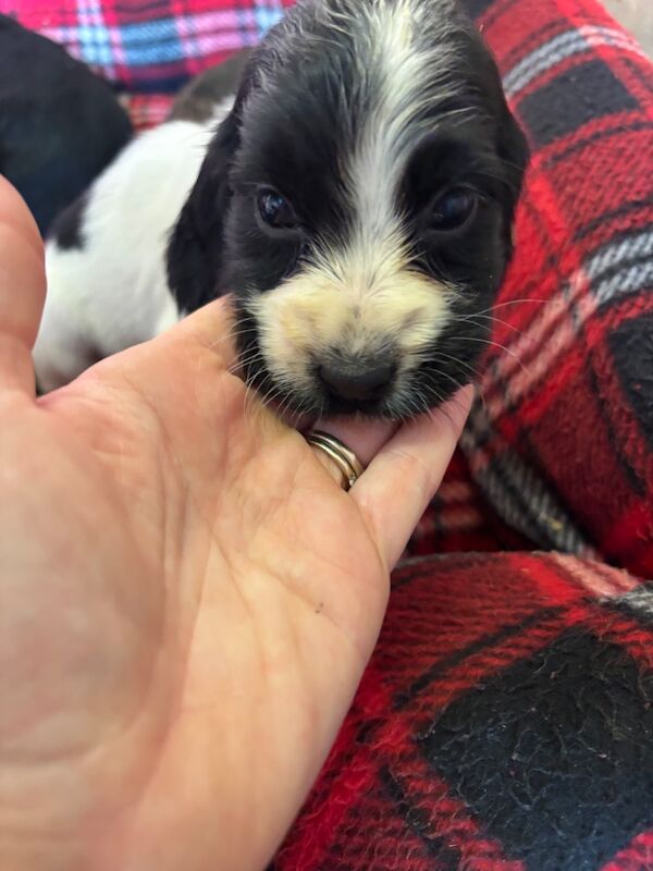 Cocker spaniel puppies - 4 left - Image 4 of 6
