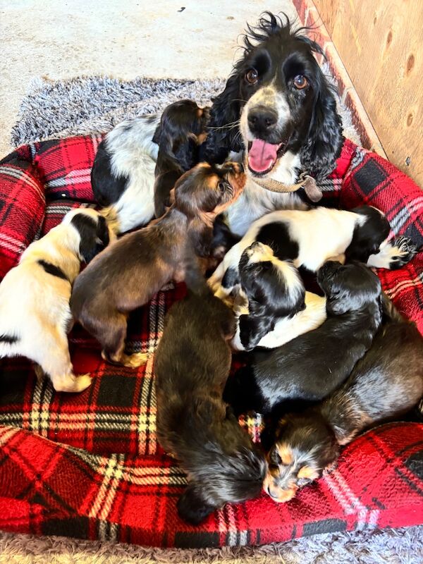 Cocker spaniel puppies - 4 left - Image 5 of 6