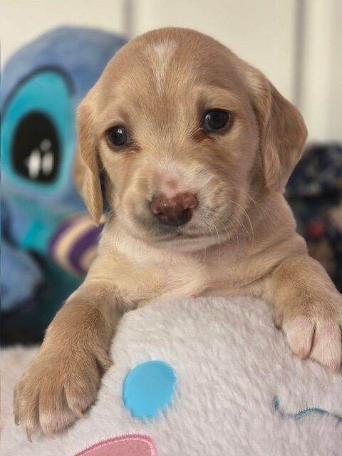 Cocker Spaniel puppies for sale in Henbury, Bristol – 4 weeks old