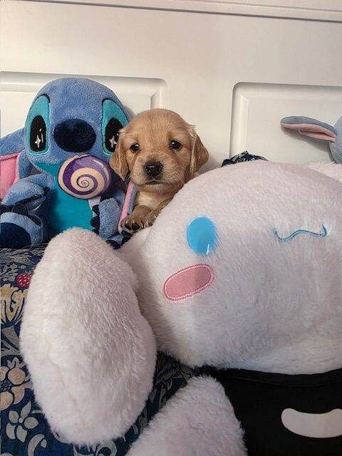 Cocker Spaniel puppies for sale in Henbury, Bristol – 4 weeks old - Image 2 of 4