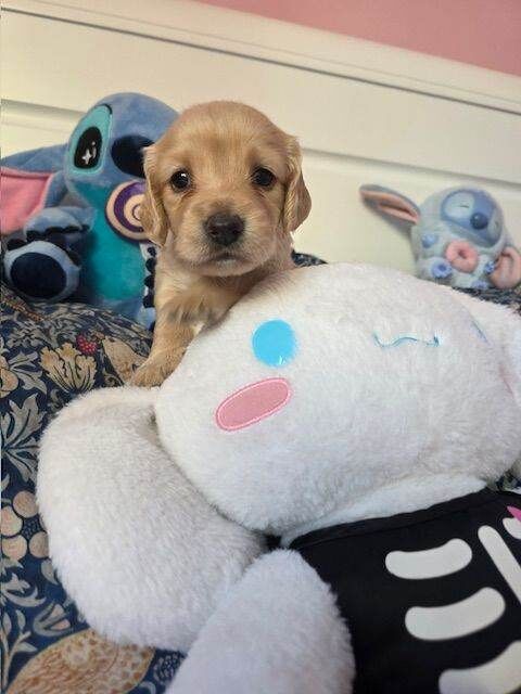 Cocker Spaniel puppies for sale in Henbury, Bristol – 4 weeks old - Image 3 of 4