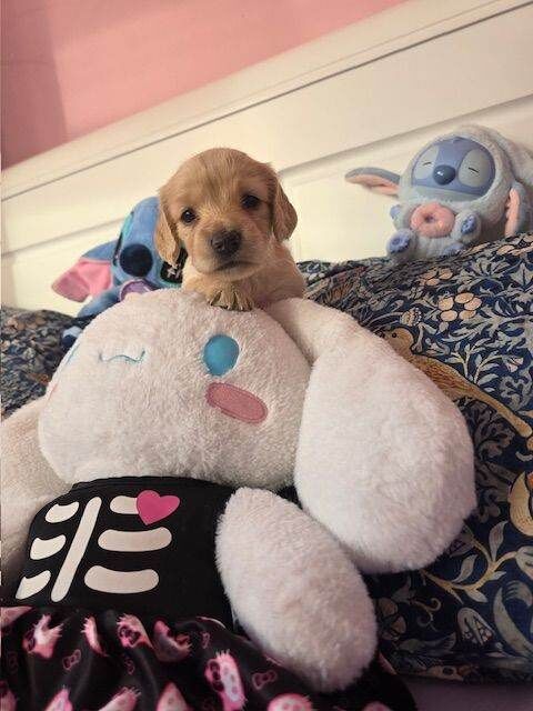Cocker Spaniel puppies for sale in Henbury, Bristol – 4 weeks old - Image 4 of 4