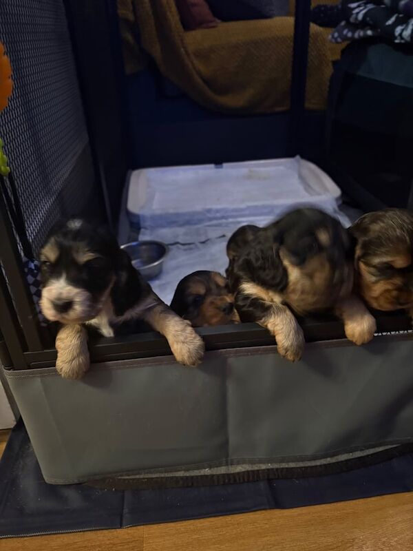 Cocker Spaniel puppies for sale in Harwich, Essex – KC registered, 1 year old - Image 2 of 3