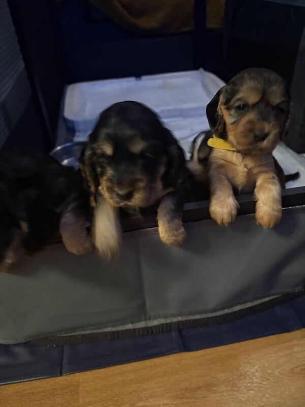Cocker Spaniel puppies for sale in Harwich, Essex – KC registered, 1 year old - Image 3 of 3