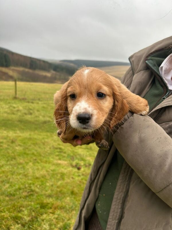 working cocker is a cocker spaniel a small dog