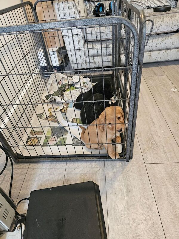 Cocker Spaniel puppies for sale in Newbury, Berkshire – 1 year old - Image 3 of 3