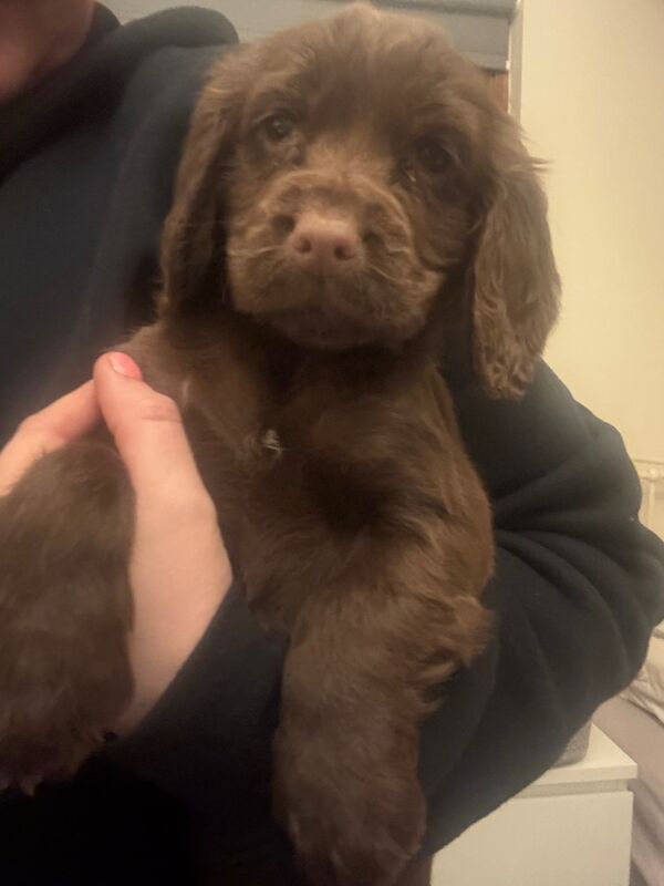 Cocker Spaniel puppies for sale in Tonbridge, Kent – 11 months old - Image 2 of 6