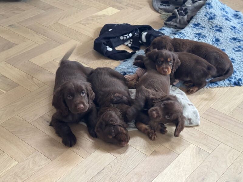 Cocker Spaniel puppies for sale in Tonbridge, Kent – 11 months old - Image 3 of 6