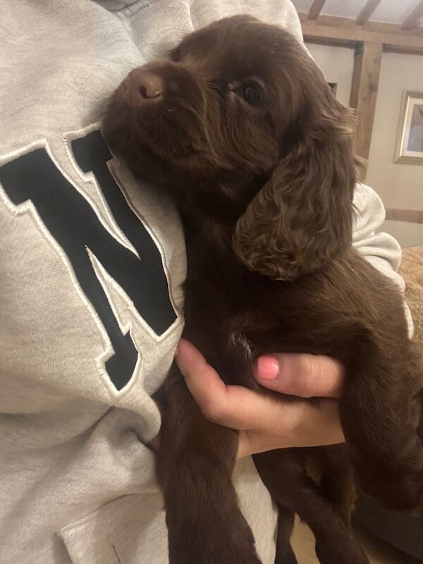 Cocker Spaniel puppies for sale in Tonbridge, Kent – 11 months old - Image 4 of 6