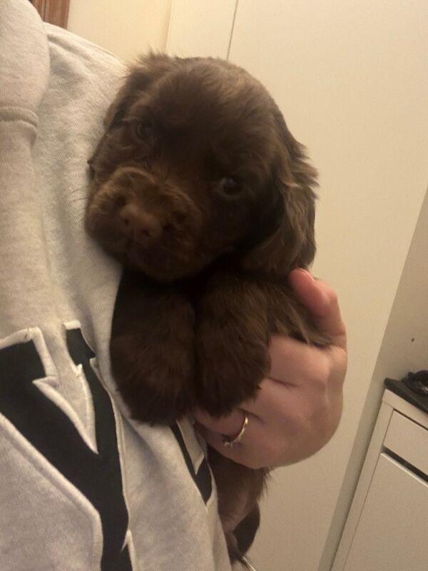 Cocker Spaniel puppies for sale in Tonbridge, Kent – 11 months old - Image 5 of 6