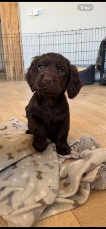 Cocker Spaniel puppies for sale in Tonbridge, Kent – 11 months old - Image 6 of 6