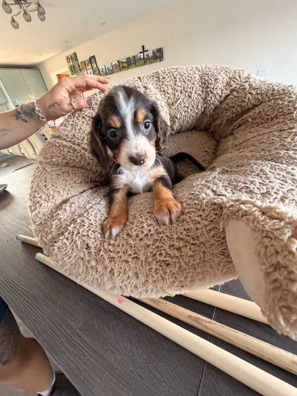 Cocker spaniel puppies