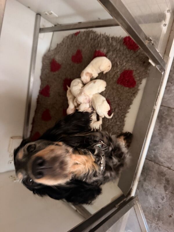 Cocker spaniel puppies