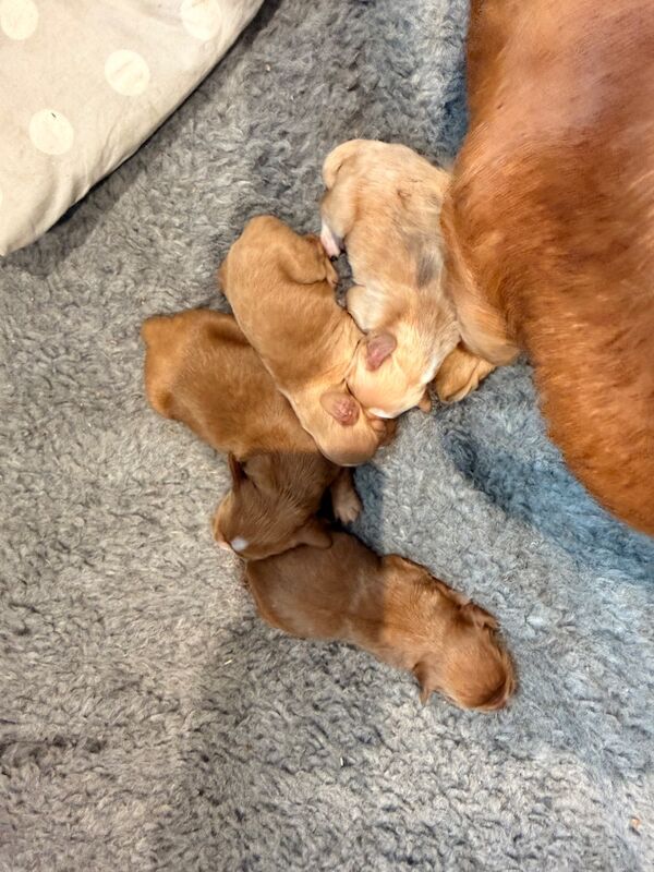 Cocker spaniel puppies