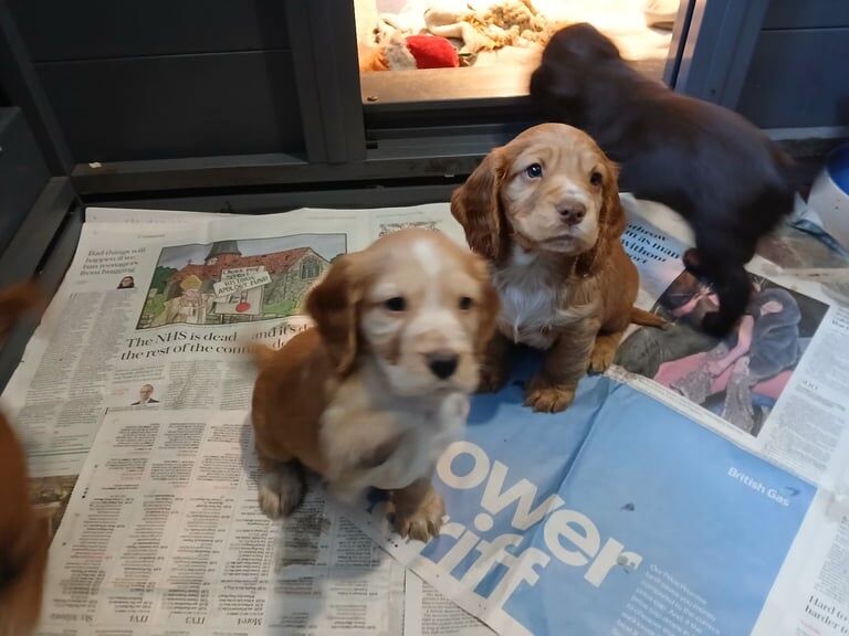 Cocker spaniel puppies for sale in Crediton, Devon