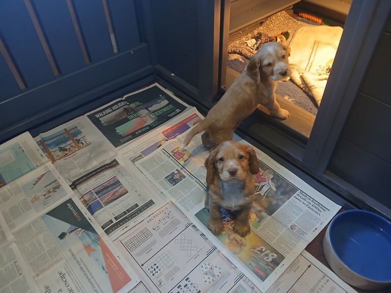 Cocker Spaniel puppies for sale in Crediton, Devon – KC registered, 1 year old - Image 2 of 3