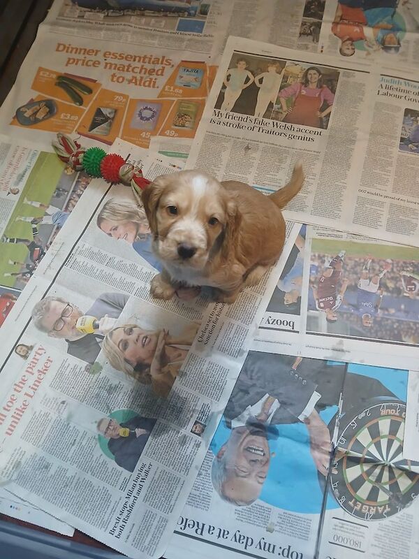 Cocker Spaniel puppies for sale in Crediton, Devon – KC registered, 1 year old - Image 3 of 3