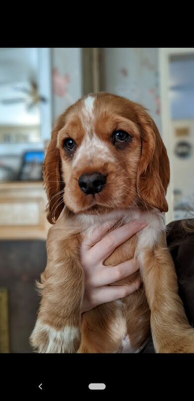English Cocker Cocker Spaniel Rescue North West Cocker Spaniel