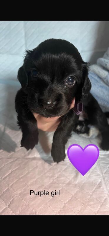 All puppies are sold for sale in Greater London - Image 2