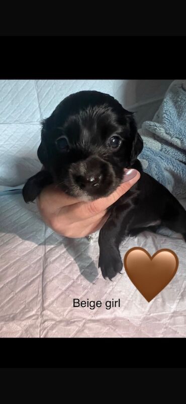 All puppies are sold for sale in Greater London | Image 3