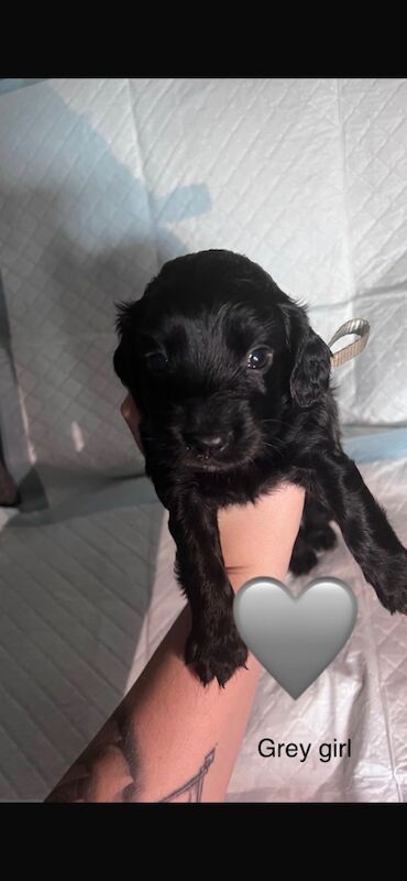 All puppies are sold for sale in Greater London | Image 4