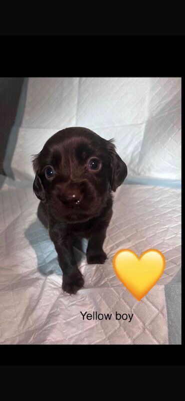 All puppies are sold for sale in Greater London - Image 5
