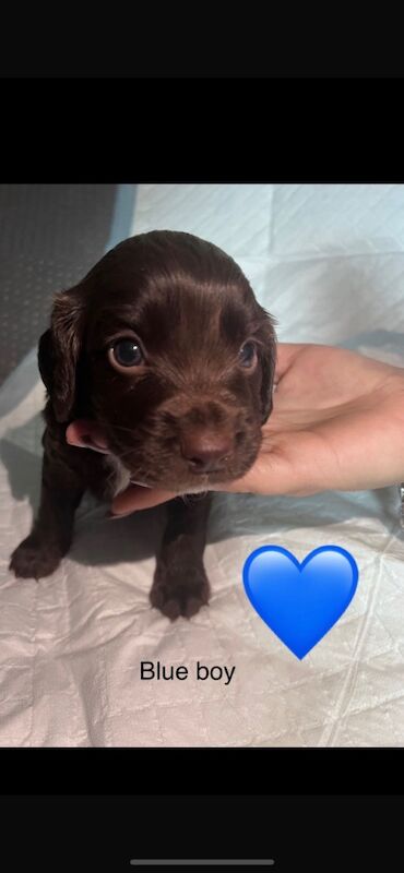 All puppies are sold for sale in Greater London - Image 6