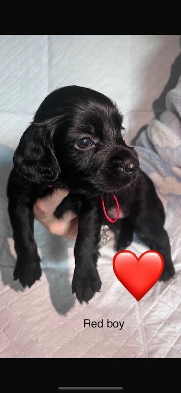 Cocker Spaniel puppies for sale in Greater London – 9 months old - Image 7 of 9